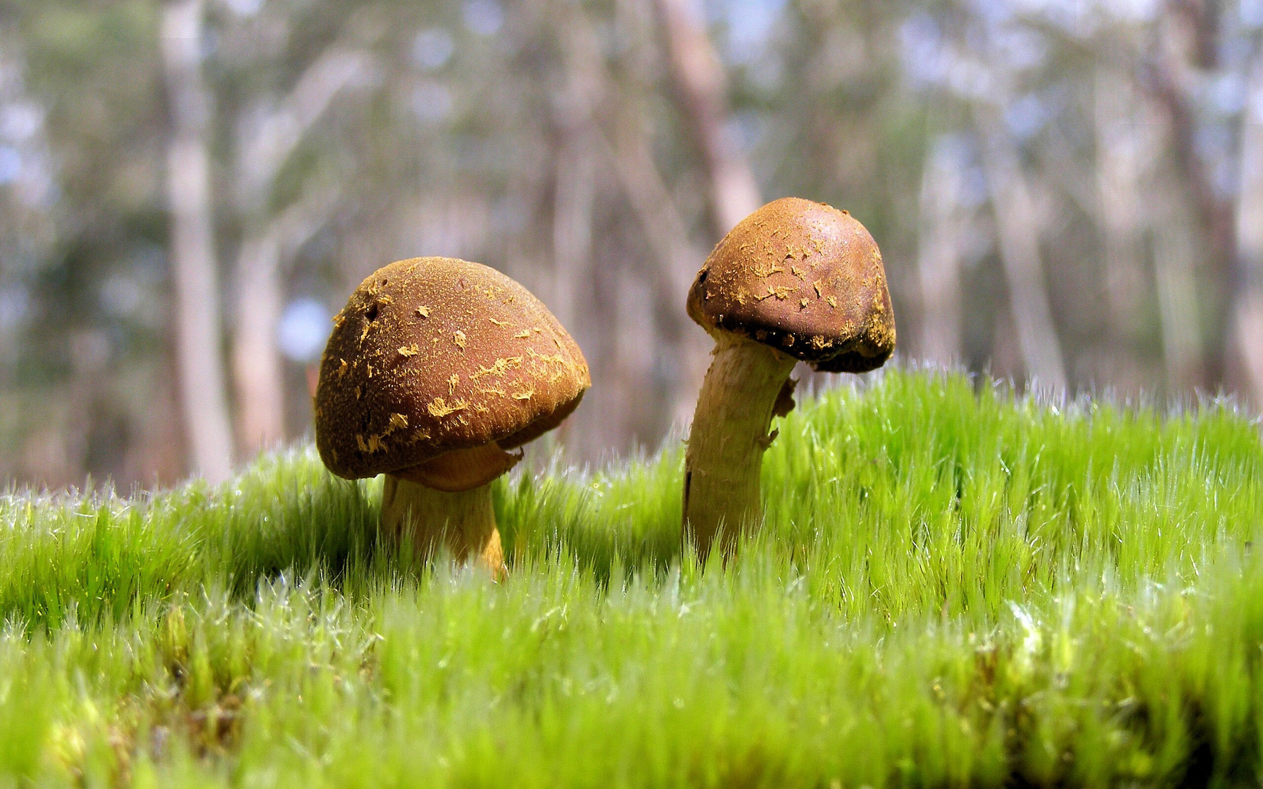 开云下载-多特蒙德中场控制力强，期待冲击榜首，多特蒙德中场都有过谁