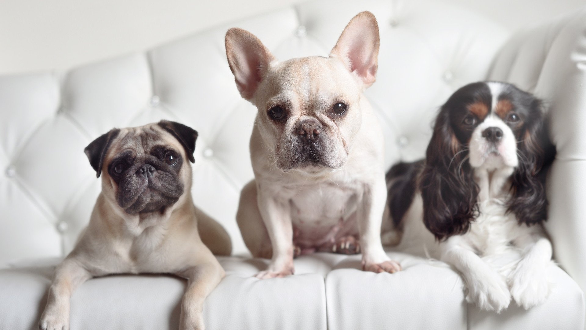 开云体育官方入口-意甲未来之星转会：高价背后有何玄机？，意甲潜力球员