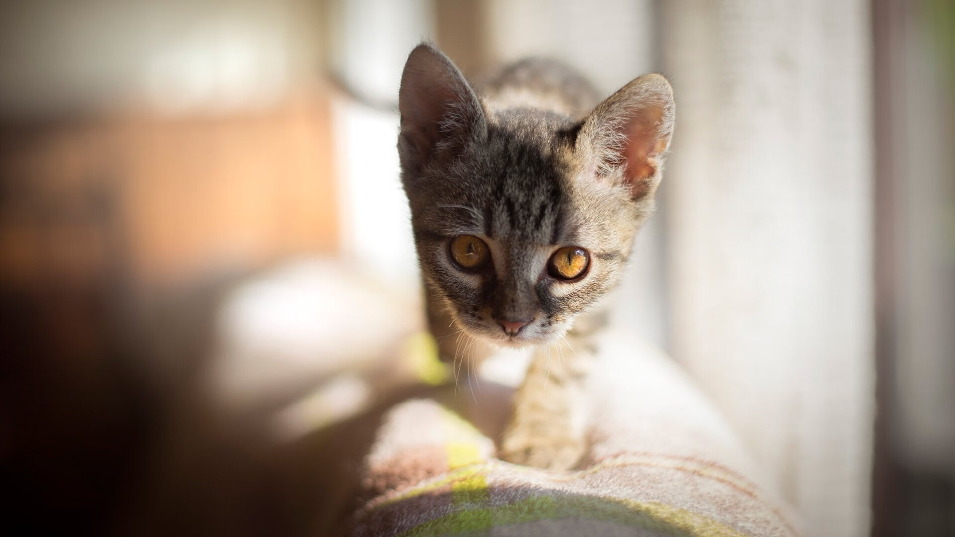 开云真人-拜仁青年新星多次头角崭露，未来无限可期，拜仁新帅