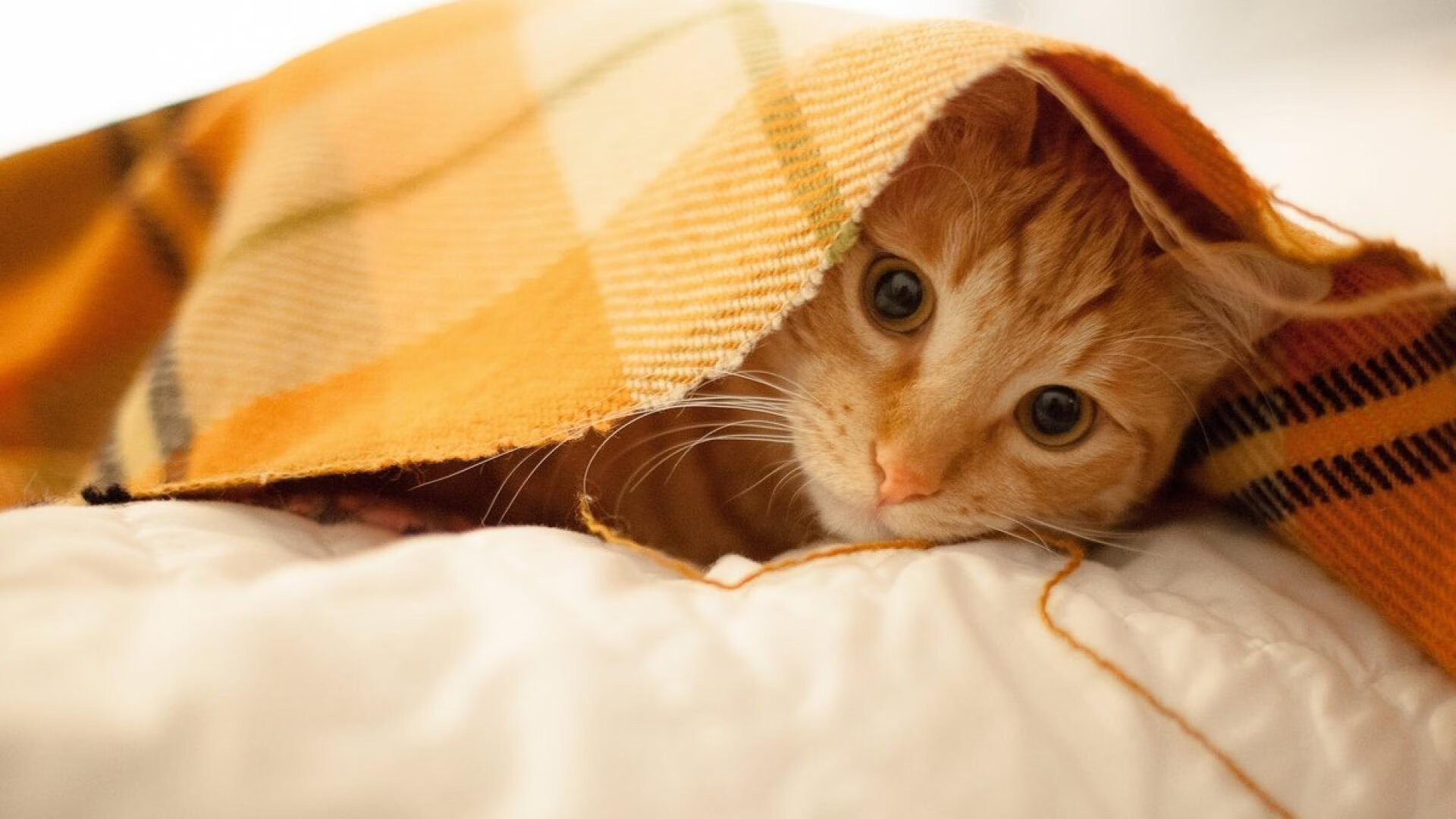 开云备用-新华社评选出2024年中国体育十大新闻，强调全民健身和全民健康深度融合